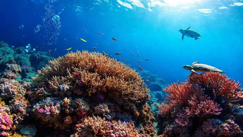 Arrecife de coral dañado y vida marina