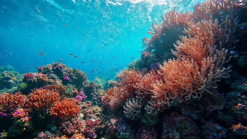 Corales vibrantes y océano ácido generan preocupación