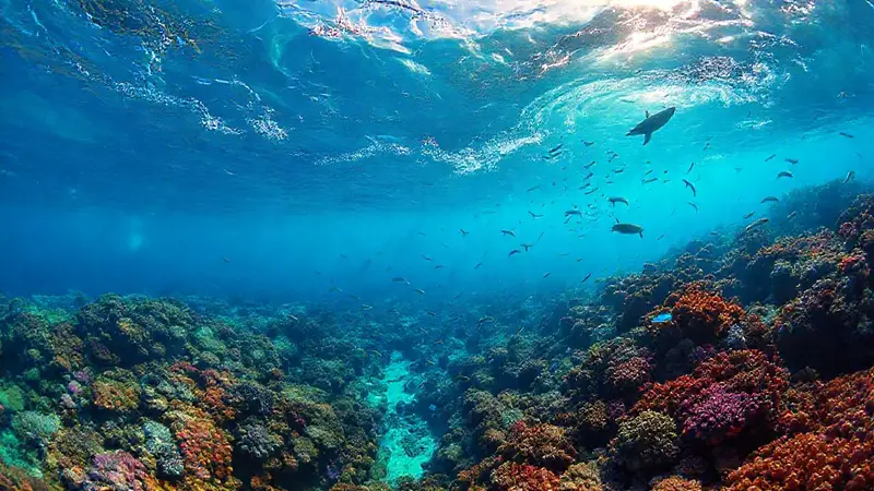 Espectacular vida marina en un ecosistema vibrante