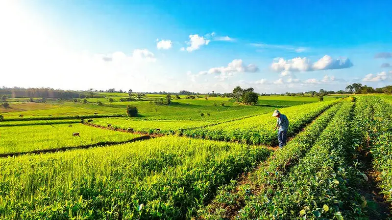 Campos verdes y sostenibles bajo un sol suave