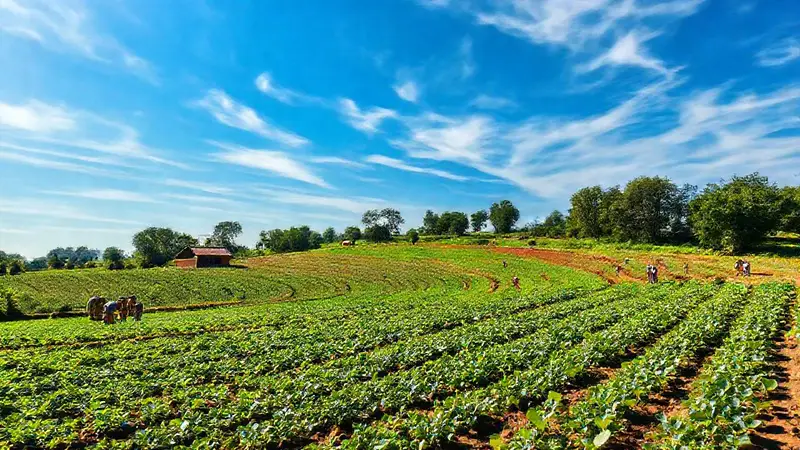 Granja sostenible con cultivos y comunidad unida