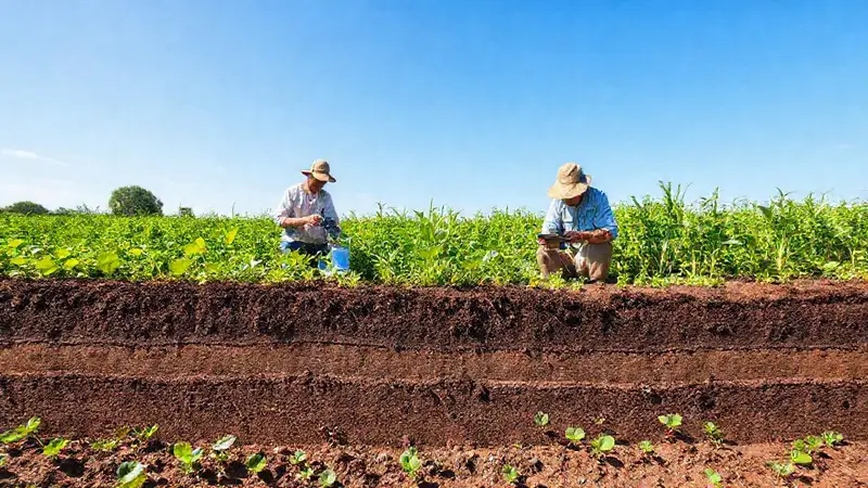 Camp campo agrícola vibrante con suelo saludable