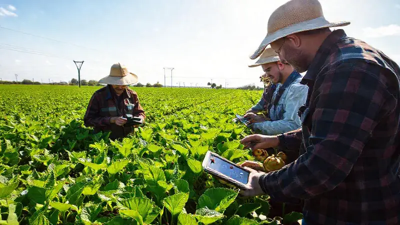 Agricultores monitorean cultivos con tecnología