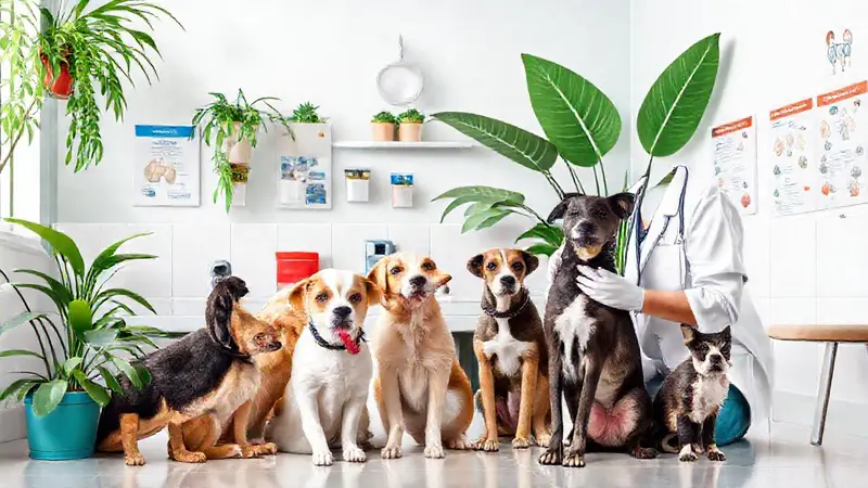 Veterinario cuida animales en clínica acogedora