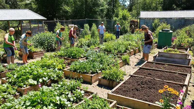 Huerto comunitario diverso y colaborativo bajo el sol
