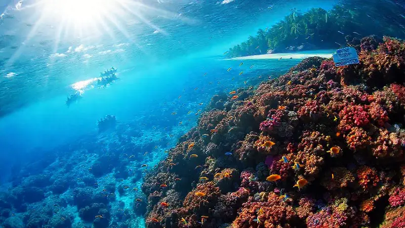 Arrecife de coral vibrante y vida marina