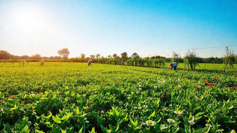 Campo verde con cultivos y armonía natural