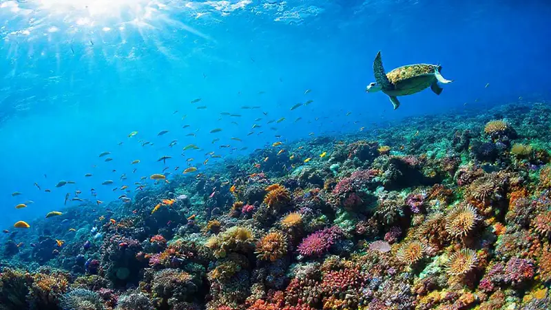 Arrecife de coral vibrante y vida marina