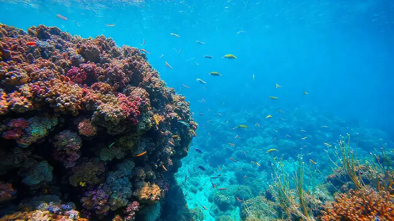 Arrecife coralino vibrante y vida marina