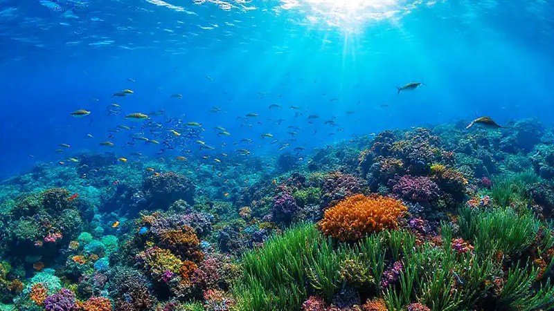 Escena submarina vibrante con vida marina diversa