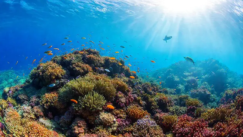 Arrecife de coral vibrante y diverso