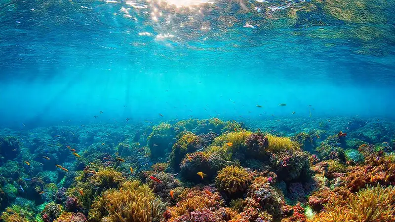 Un colorido arrecife de coral lleno de vida