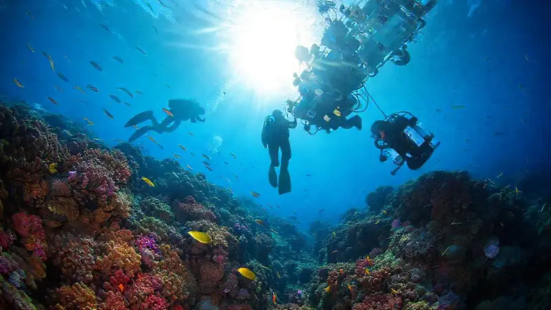 Exploración submarina de coloridos arrecifes coralinos