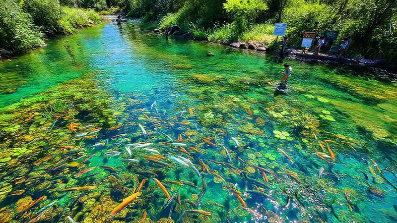 Ecosistema vibrante y comunitario junto al agua