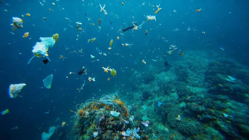 Océano contaminado afecta vida marina