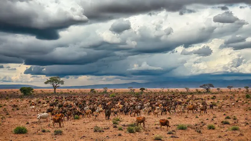 Animales migrando en un paisaje cambiante