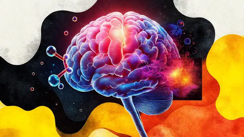 Conexiones neuronales y emociones en contraste