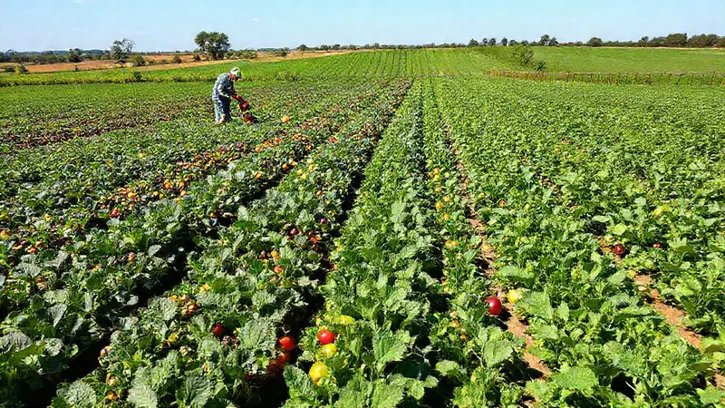 Cultivos modificados y sostenibles en un campo