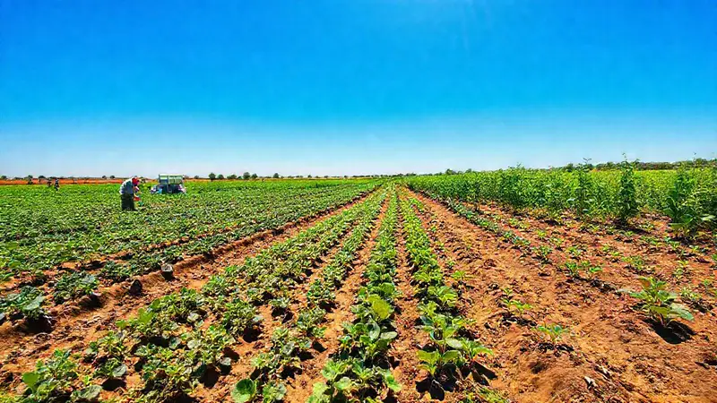 Campo agrícola diverso con agricultores sostenibles
