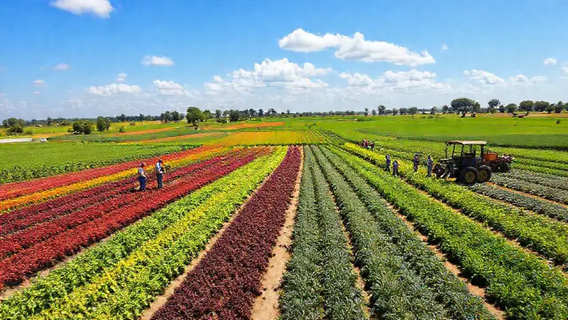 Campo agrícola diverso con agricultores y colaboración