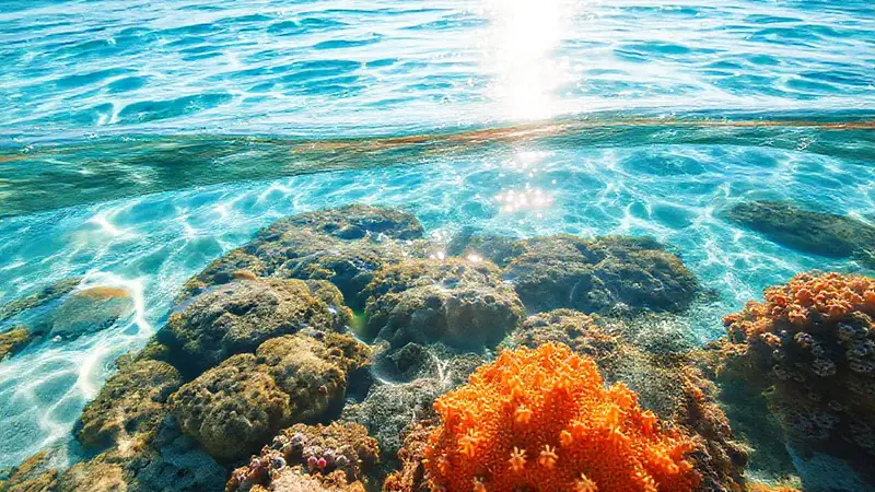 Playa serena con agua clara y vida marina