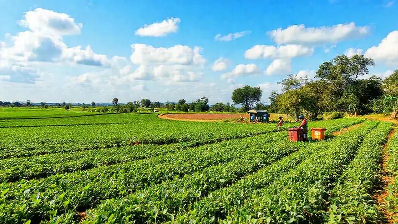 Paisaje agrícola vibrante y sostenible con agricultores