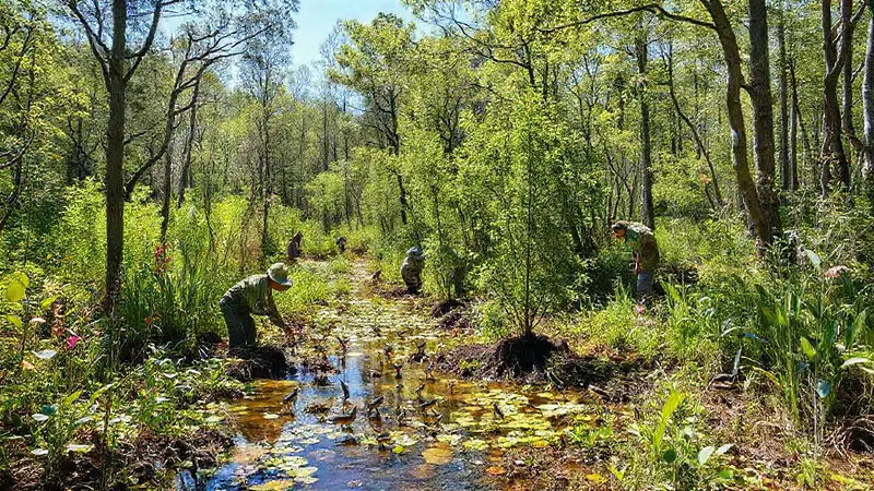 Restauración ecológica vibrante y naturaleza resiliente