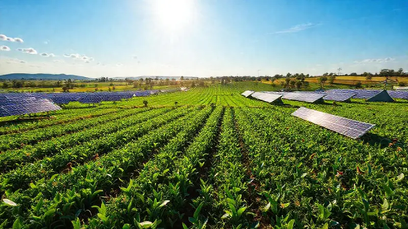 Campos verdes con agricultura sostenible y tecnología