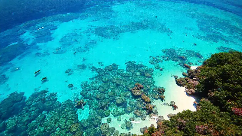 Isla tropical con vida marina y conservación