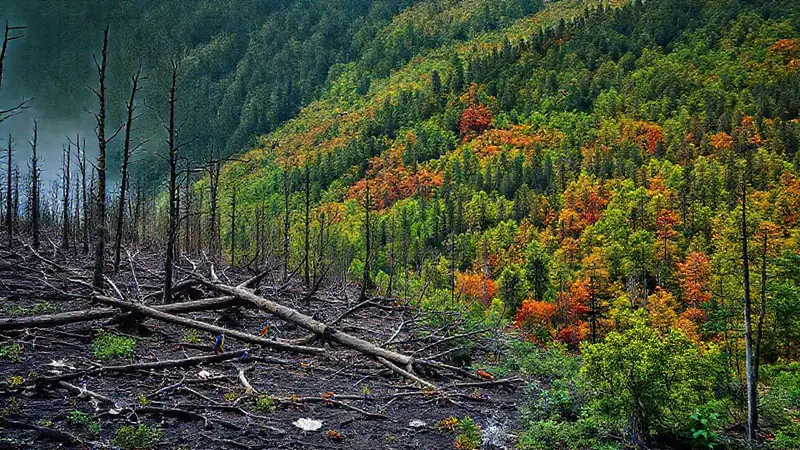 Contraste entre pérdida de vida y esperanza