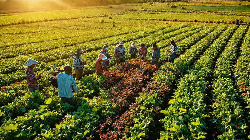 Agricultores usan tecnología en un campo diverso