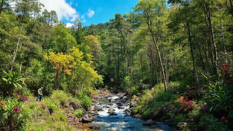 Bosque restaurado con vida silvestre y energía