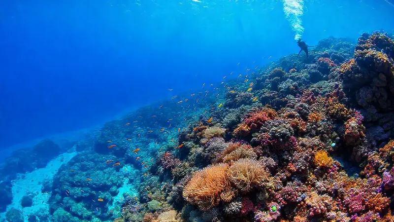 Arrecife coralino lleno de vida marina