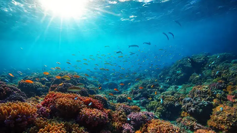 Arrecife coralino vibrante y conservación marina urgente