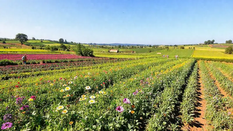 Ecosistema vibrante y agricultura sostenible en armonía