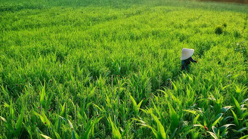 Campos verdes con biodiversidad y agricultura sostenible