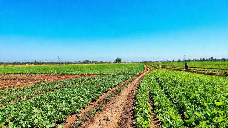 Agricultura sostenible y colaboración en armonía