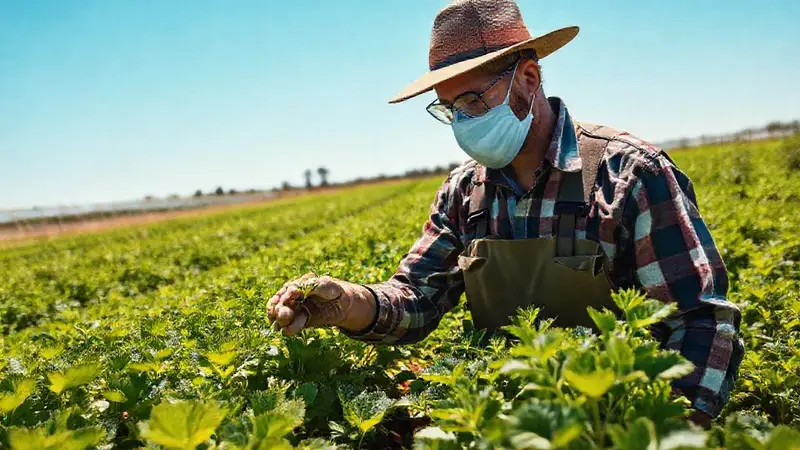 Un granjero cuida cultivos sostenibles bajo el sol