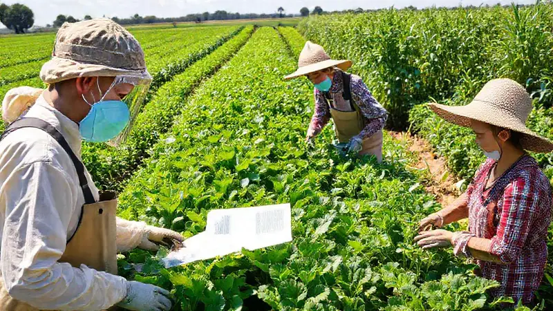 Agricultores cuidan cultivos sostenibles en comunidad