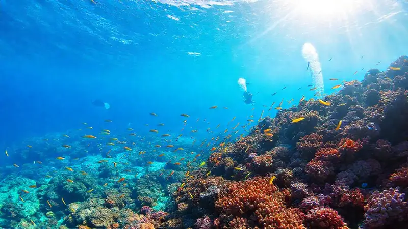 Arrecife de coral vibrante y vida marina
