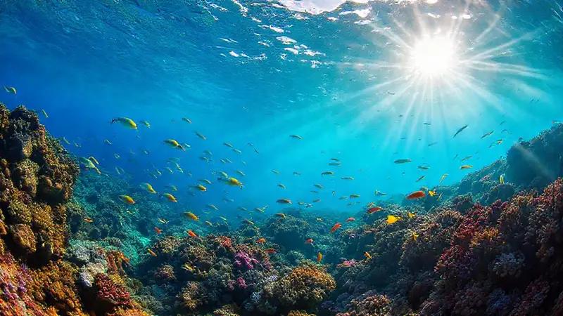 Arrecife de coral sano con vida marina