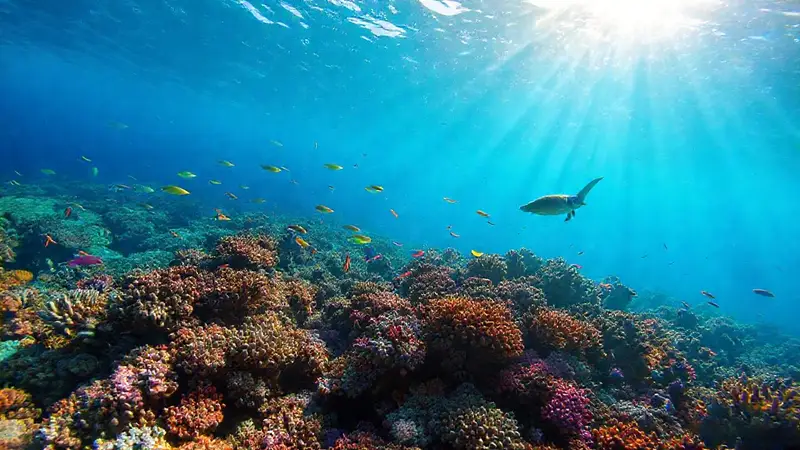 Coral reef amenazado por el cambio climático