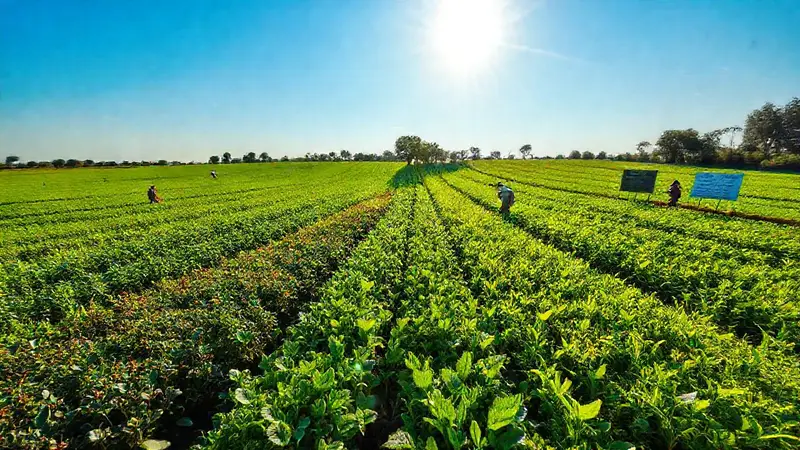Campos verdes con cultivo sostenible y armonía