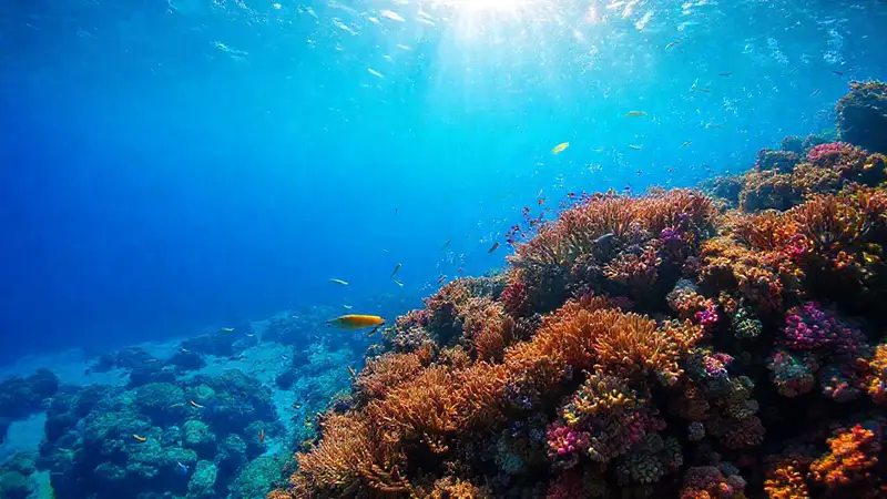 Arrecife coralino colorido necesita conservación urgente