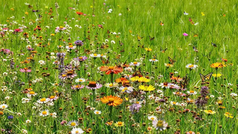 Pradera vibrante con flores, insectos y sol