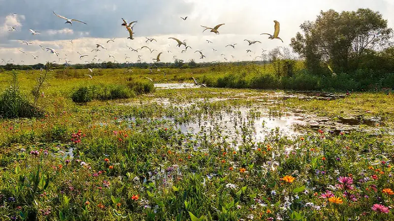 Ecosistemas de humedales que deben preservarse