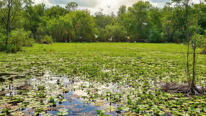 Humedal sereno con rica vida silvestre