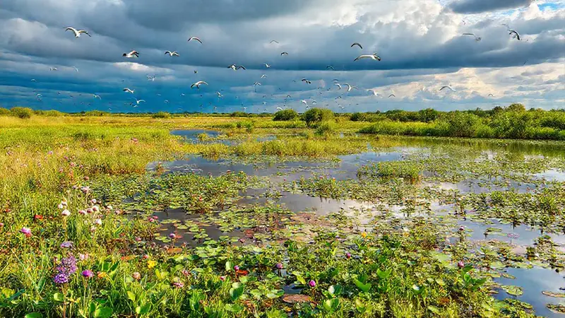 Paisaje de humedal vibrante y biodiverso