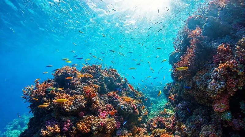 Arrecife de coral lleno de vida marina