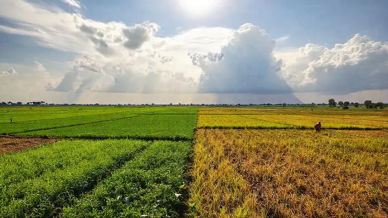 Campos agrícolas vibrantes afectados por el clima